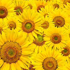 Image showing sunflower background