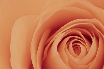 Image showing orange rose macro