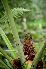 Image showing wild pineapple