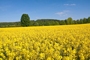 Image showing rape field