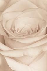 Image showing white rose close up