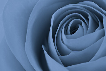 Image showing blue rose macro