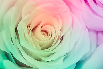 Image showing multicolor rose