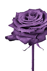 Image showing violet rose