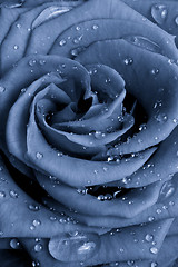 Image showing blue rose