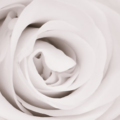 Image showing white rose close up