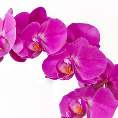 Image showing pink orchid