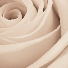 Image showing white rose close up