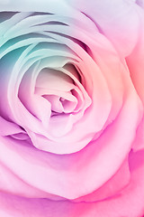 Image showing multicolor rose