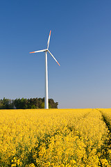 Image showing windmill  farm in the rape field