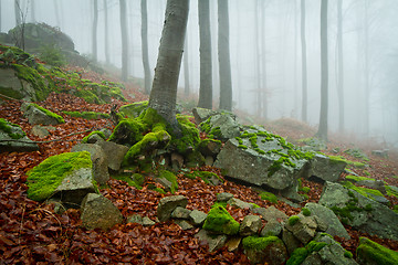 Image showing misty forest