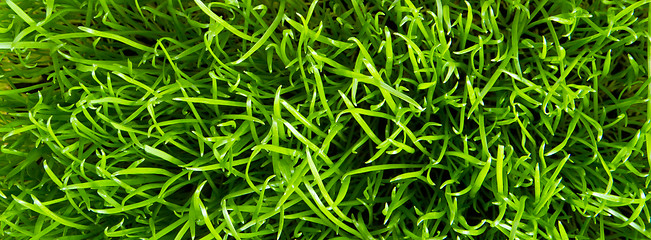 Image showing green grass