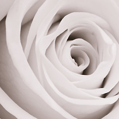 Image showing white rose close up