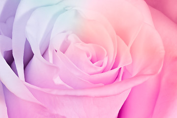 Image showing multicolor rose