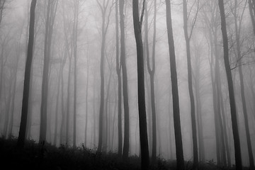 Image showing misty forest