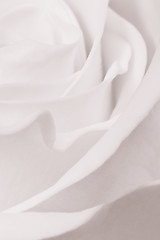 Image showing white rose close up