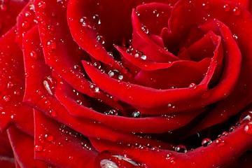 Image showing red rose