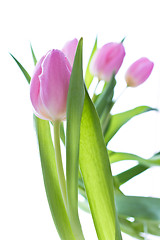 Image showing pink tulips