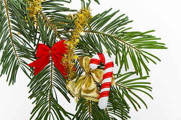 Image showing Christmas branch 