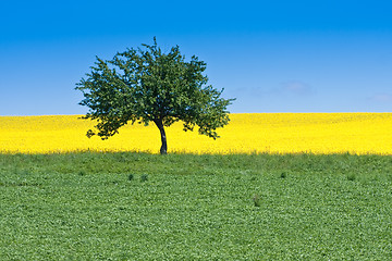 Image showing rape field