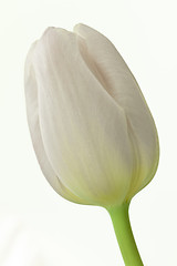 Image showing tulips