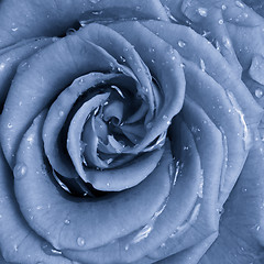 Image showing blue rose