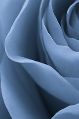 Image showing blue rose macro