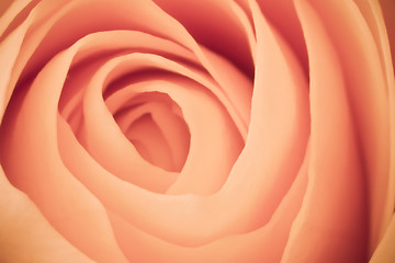 Image showing orange rose macro