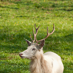 Image showing albino deer