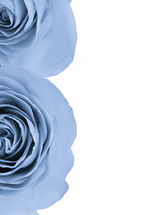 Image showing blue rose macro