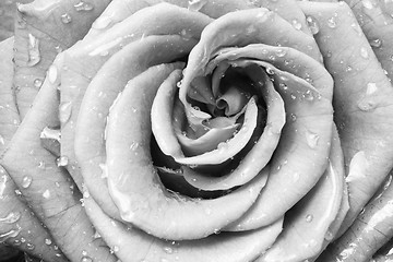 Image showing white rose