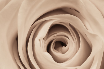 Image showing white rose close up