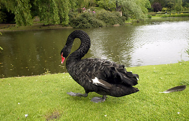 Image showing Black Swan