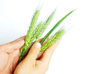 Image showing Wheat ears in hands