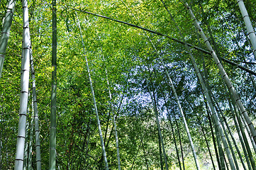 Image showing Bamboo woods