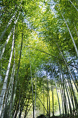 Image showing Bamboo woods