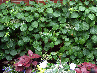 Image showing Leaves Crawling