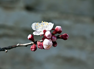 Image showing apricot flower and buds