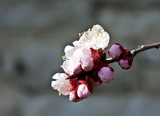 Image showing apricot flower