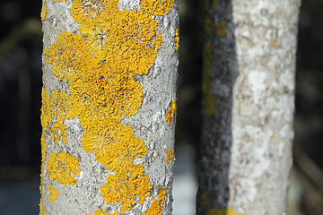 Image showing Xanthoria parietina lichen growing on Aspen (Populus tremula)