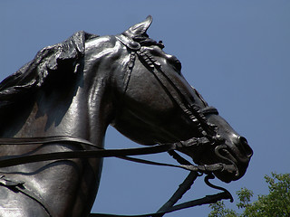 Image showing Horse's Head