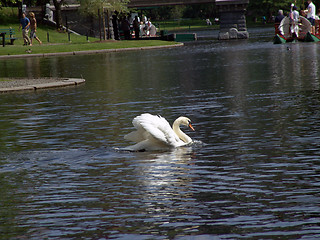 Image showing Swan Dance