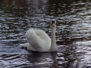 Image showing Graceful Swan