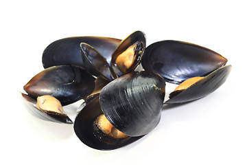 Image showing Mussels