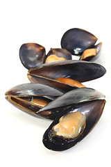 Image showing Mussels