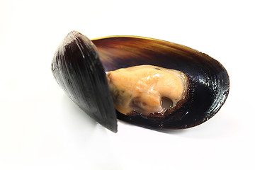 Image showing Mussels