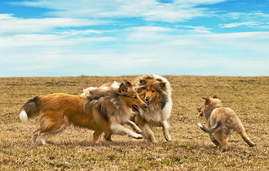 Image showing running collie dogs