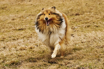 Image showing  Collie running