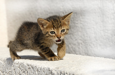 Image showing meowing kitten