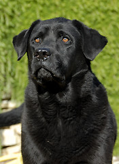 Image showing labrador retriever